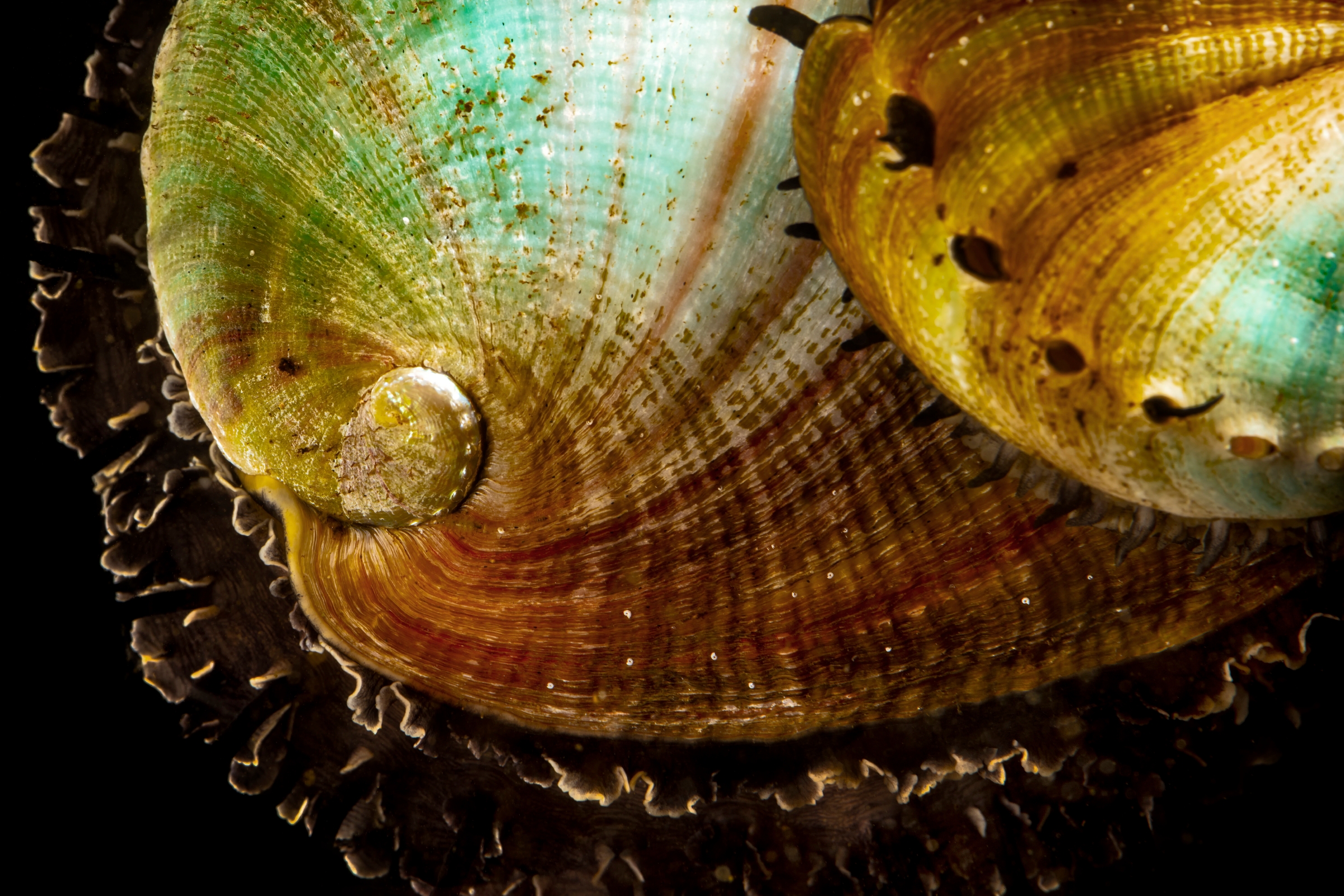 Abalone, Animals