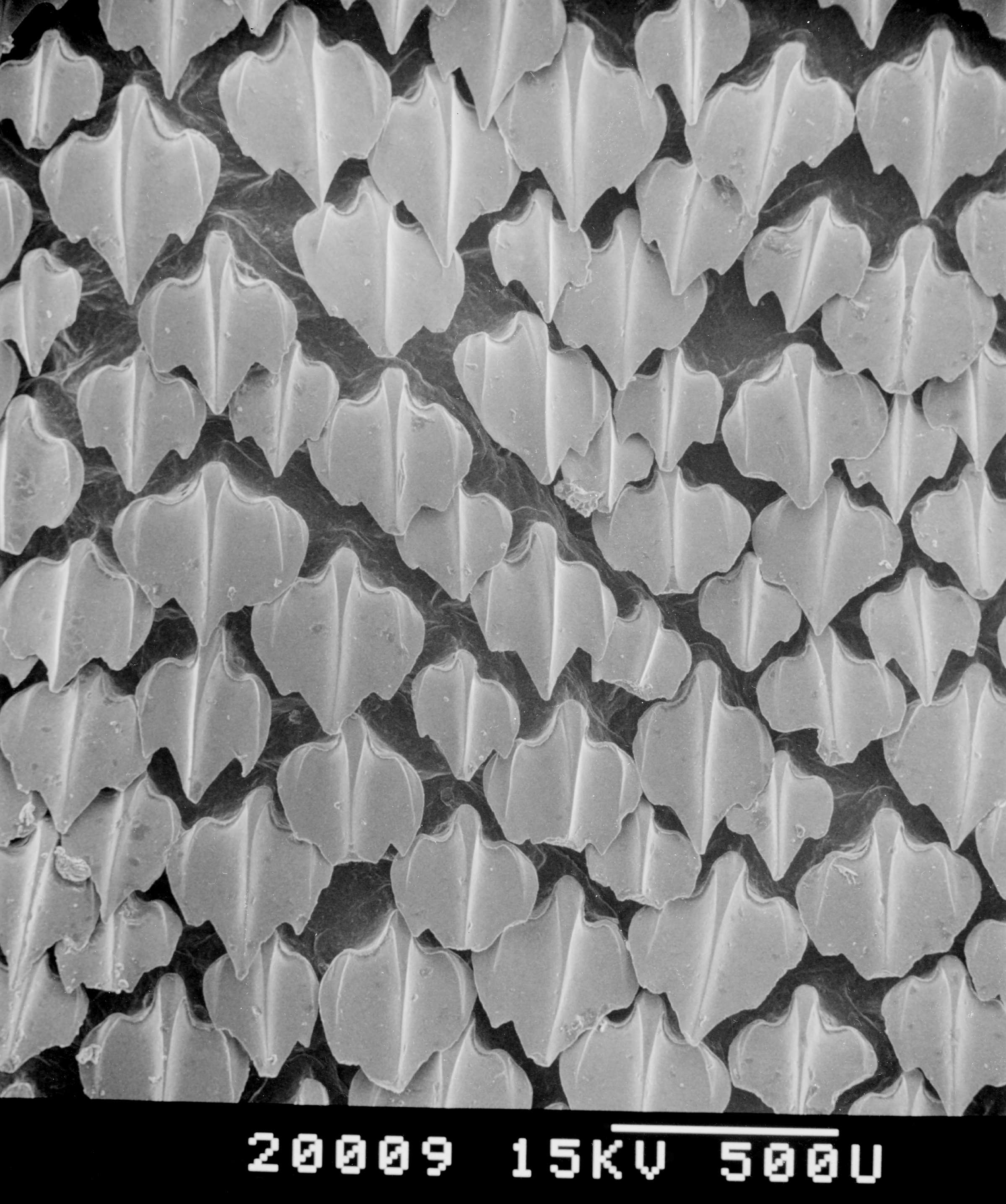 Sharks | Animals | Monterey Bay Aquarium