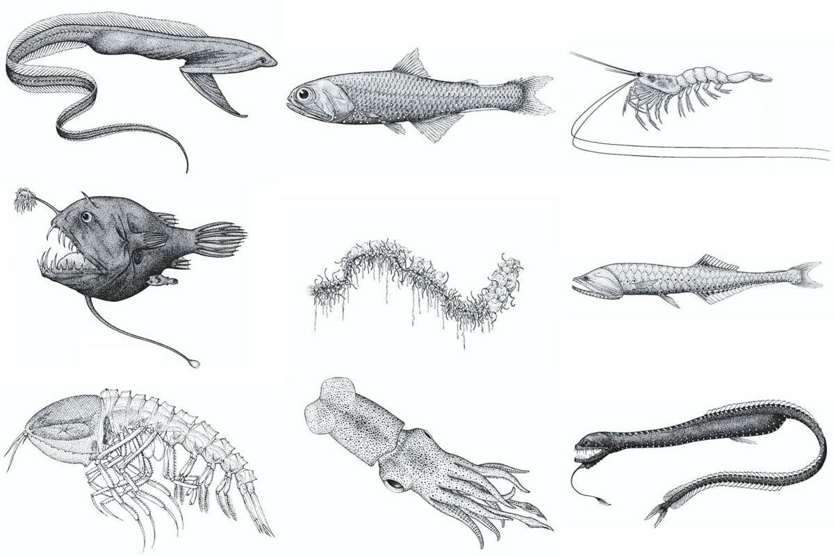 animal-fact-cards-activities-monterey-bay-aquarium