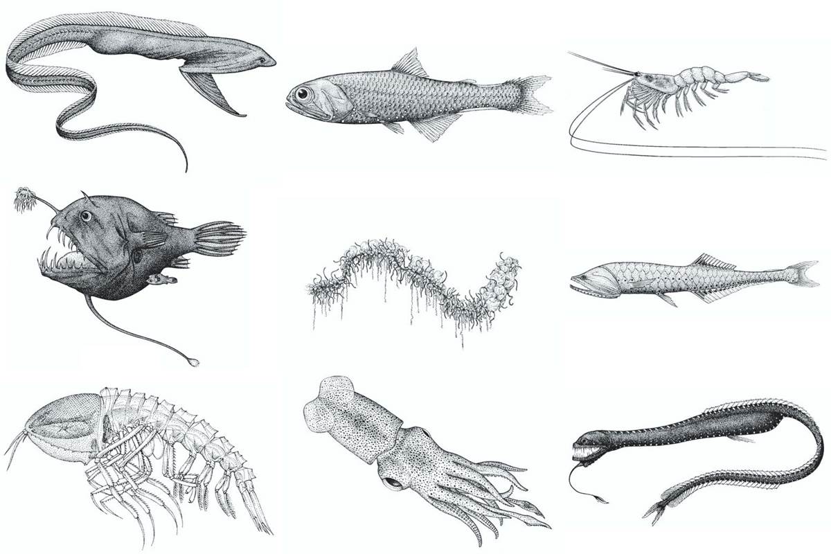 Animal Fact Cards Activities Monterey Bay Aquarium animal-fact-cards-activities-monterey-bay-aquarium
