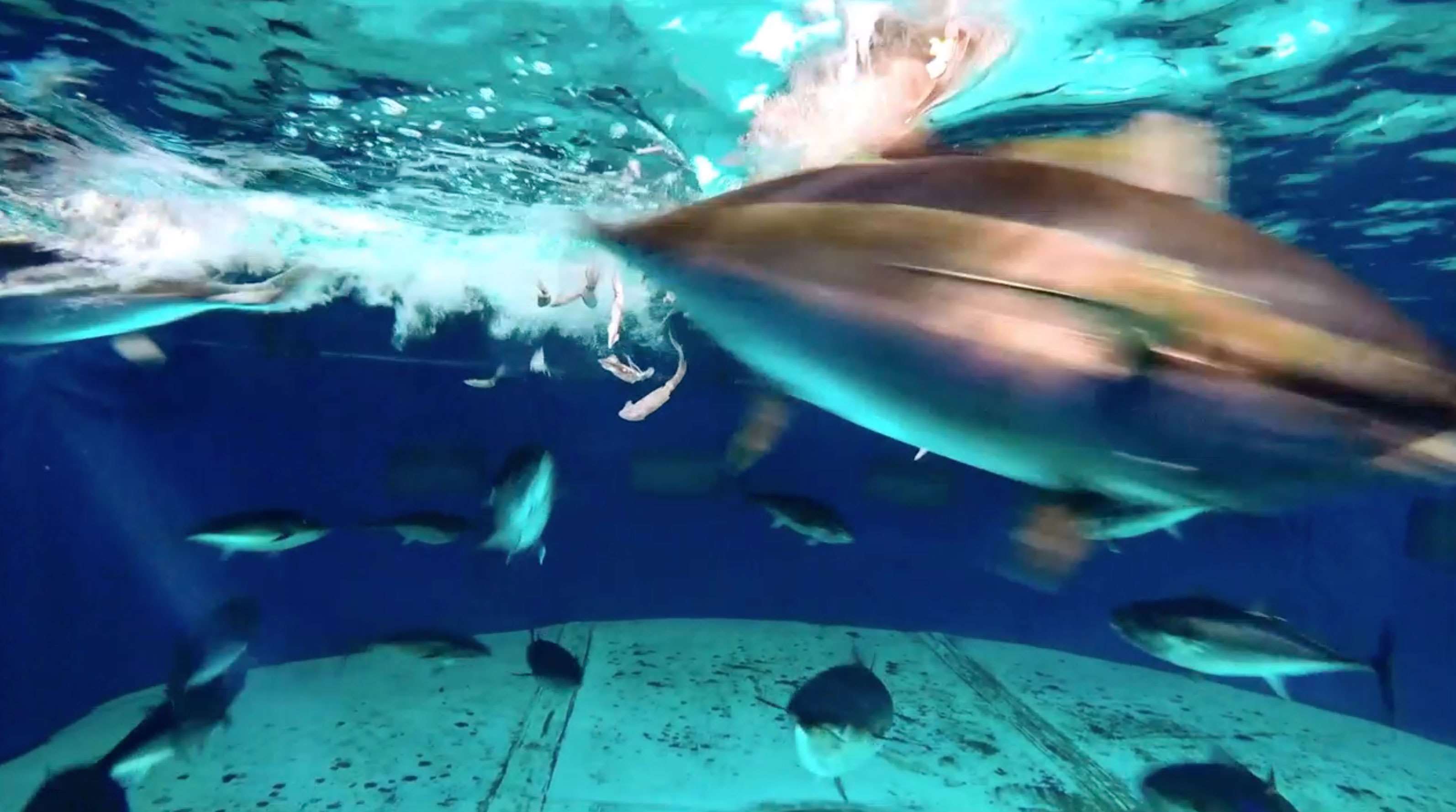 Yellowfin tuna Animals Monterey Bay Aquarium