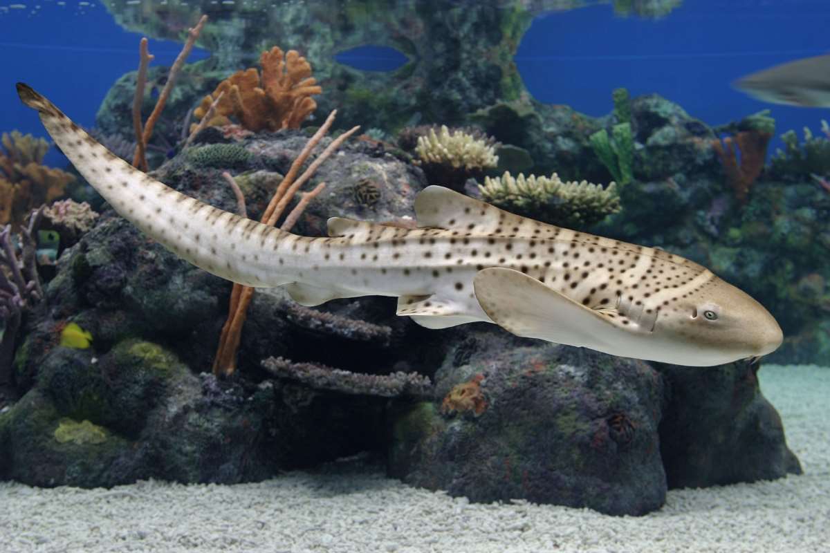 Zebra shark Animals Monterey Bay Aquarium