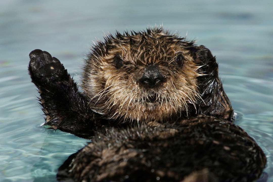 do otters kill their mates