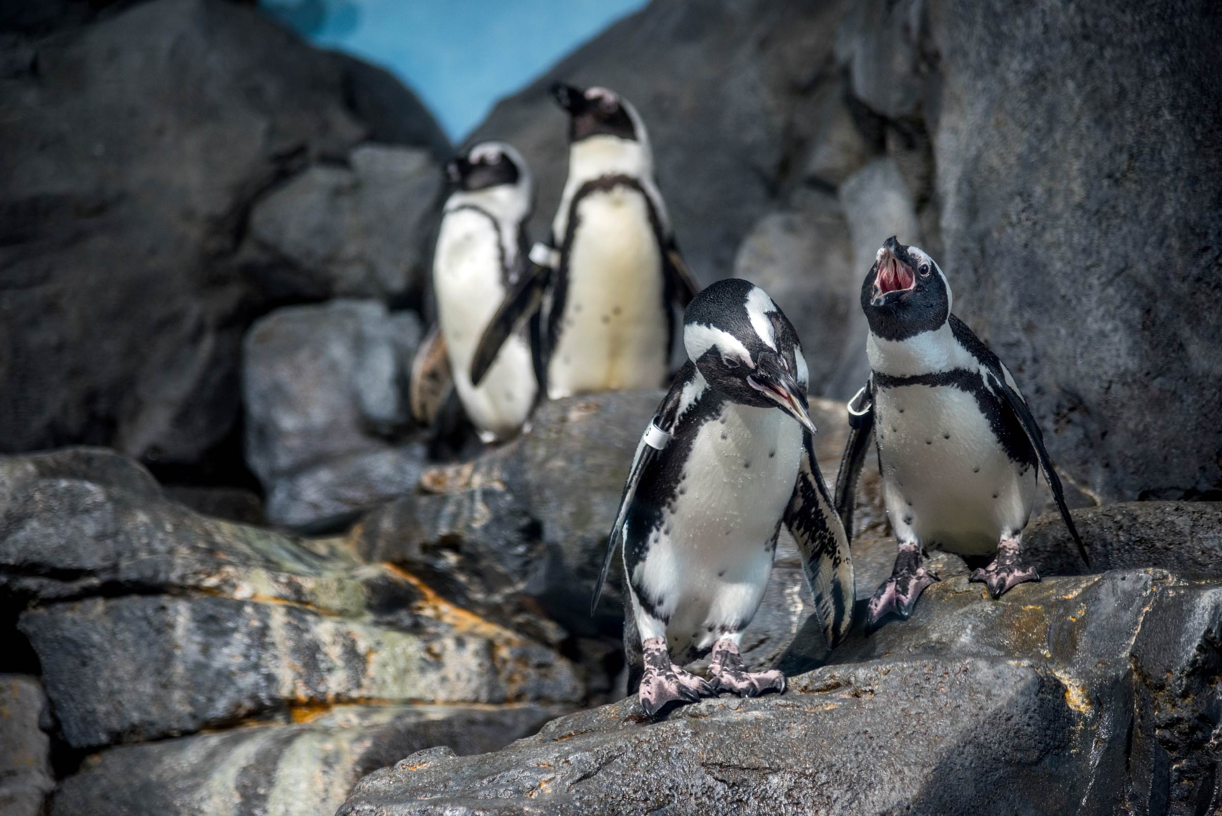 Splash Zone & Penguins Exhibit Monterey Bay Aquarium