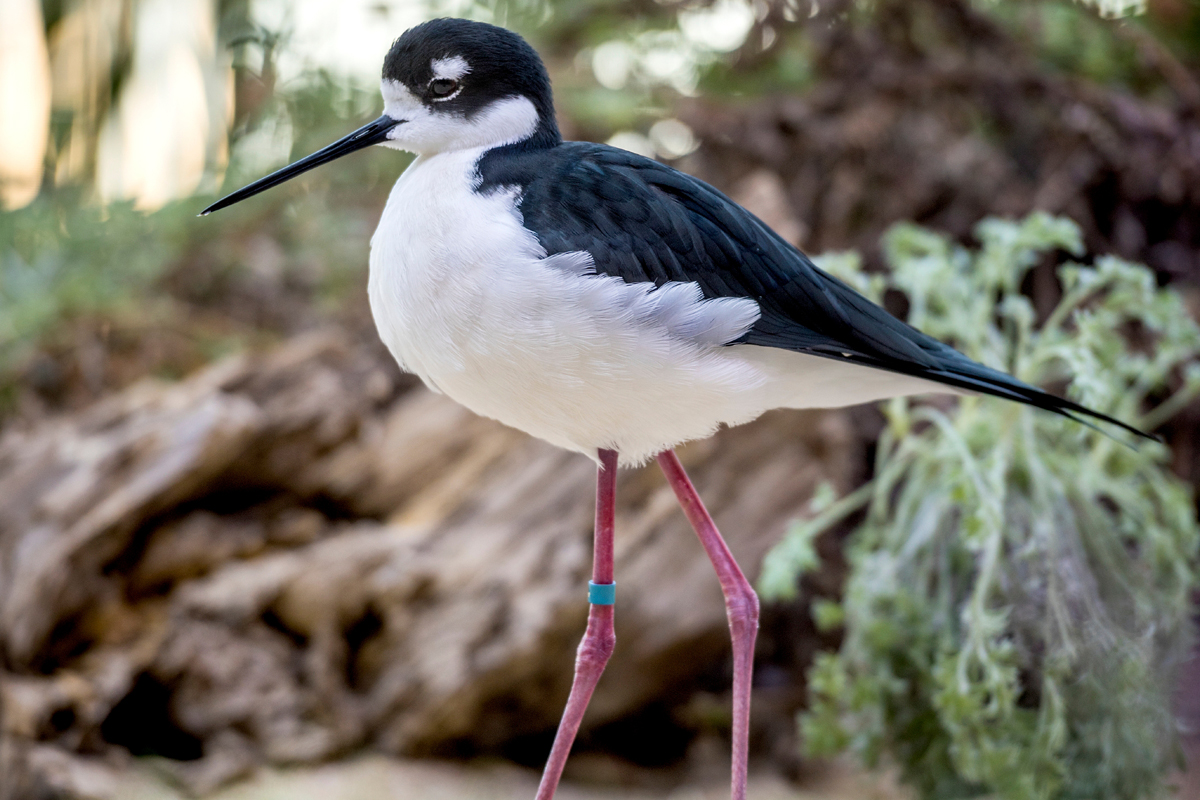 Blacknecked stilt Animals Monterey Bay Aquarium