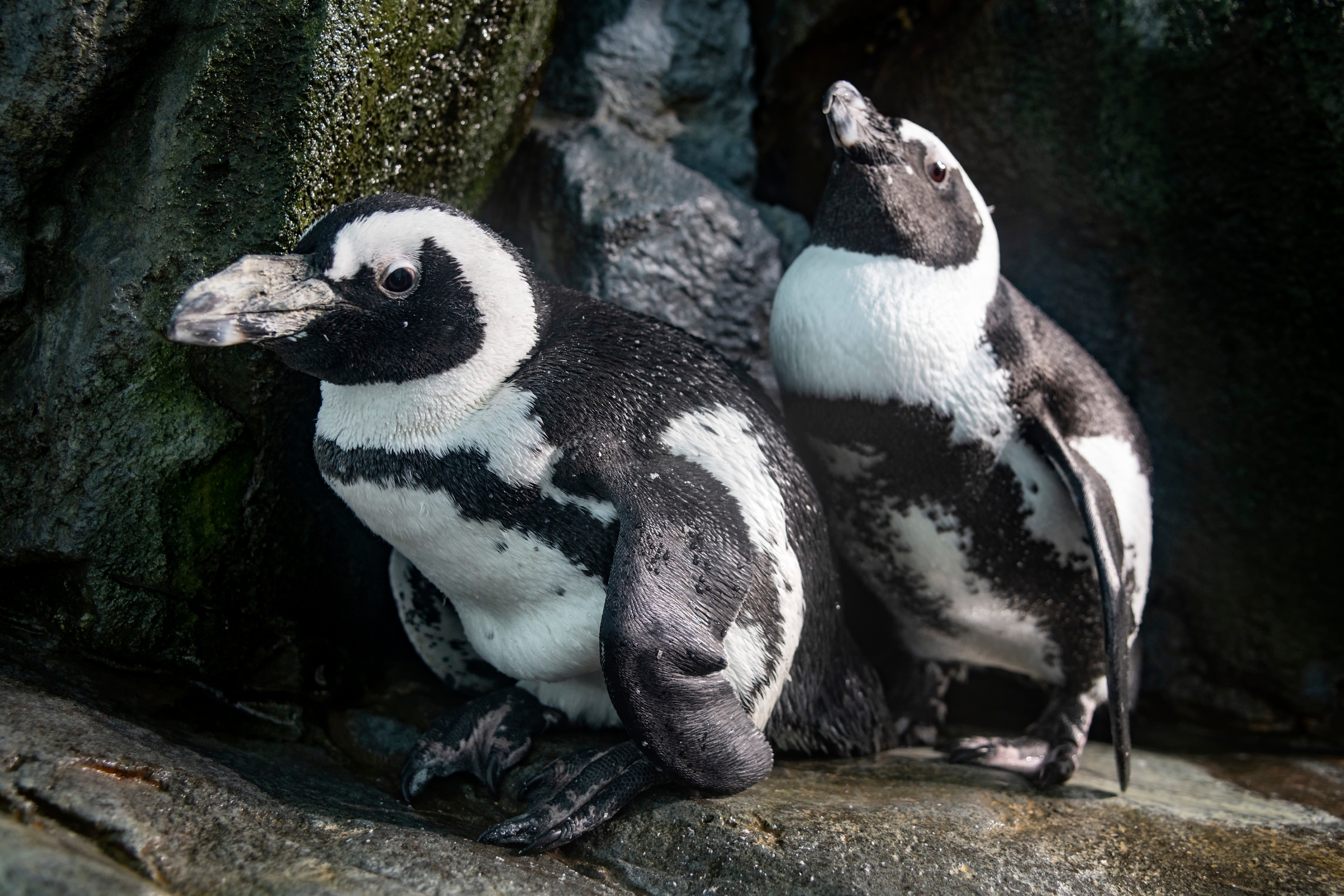 Meet our penguins | Animals | Monterey Bay Aquarium