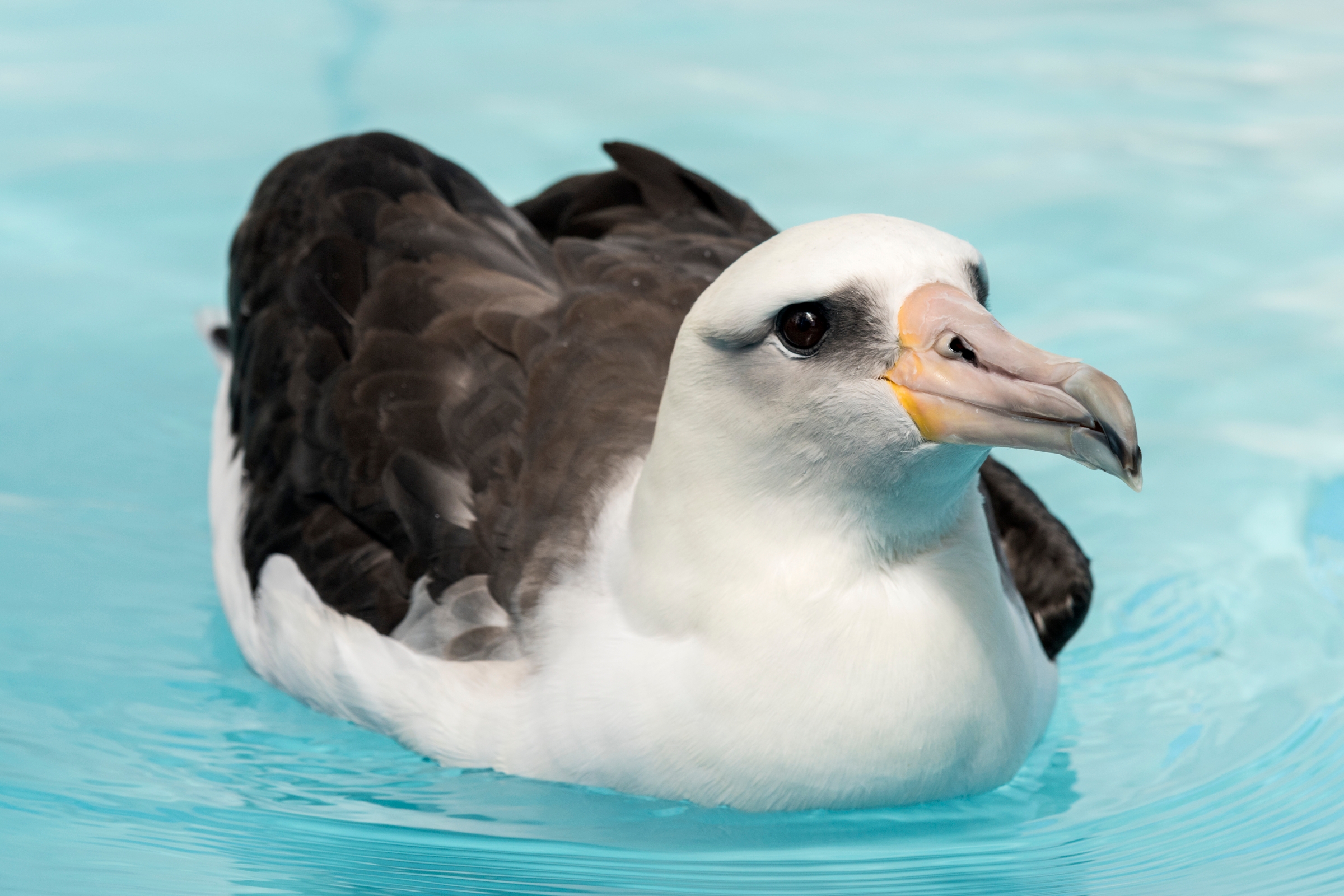 Laysan albatross | Animals | Monterey Bay Aquarium