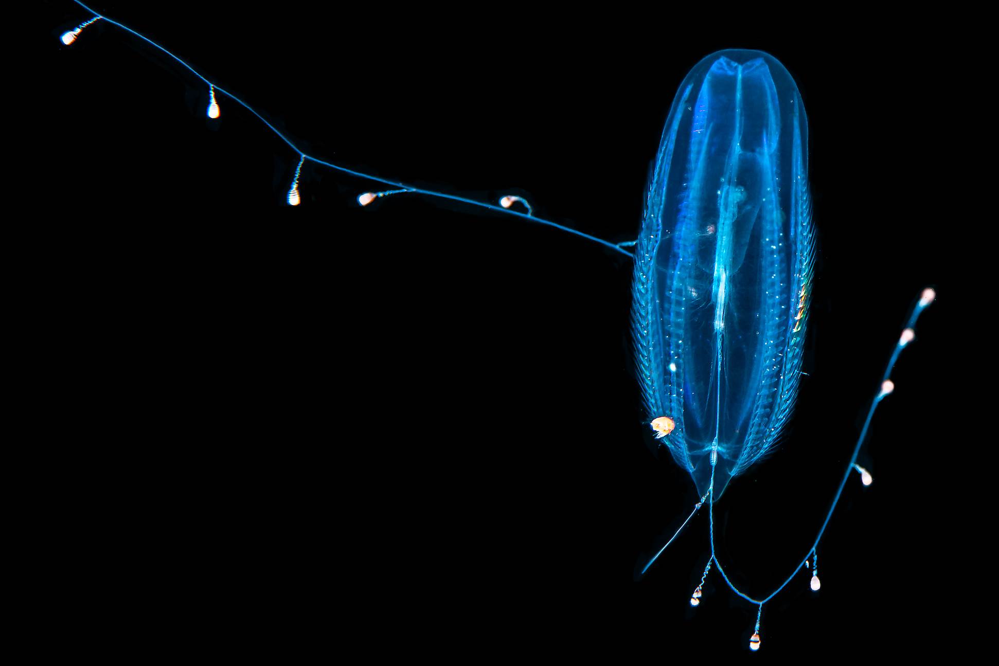 Beaded comb jelly Animals Monterey Bay Aquarium
