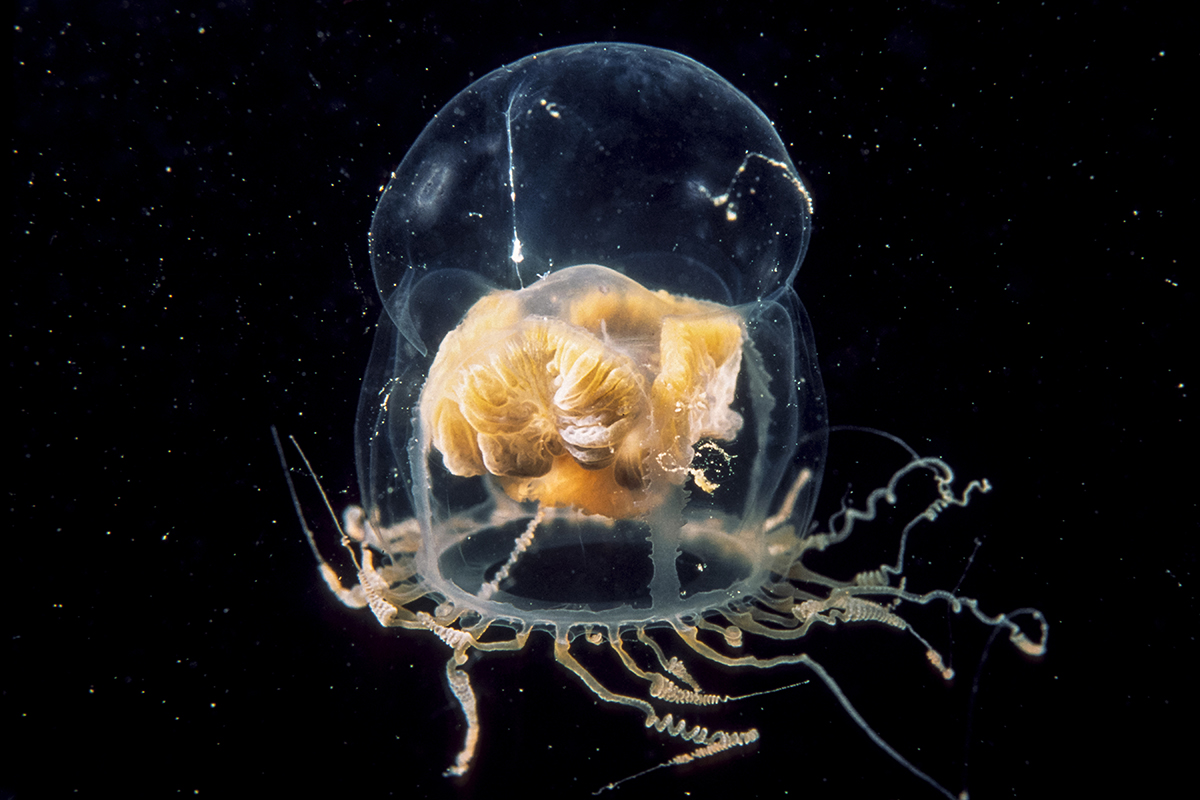 Flower hat jelly | Animals | Monterey Bay Aquarium