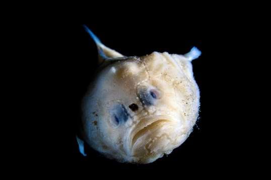 Fanfin anglerfish | Animals | Monterey Bay Aquarium