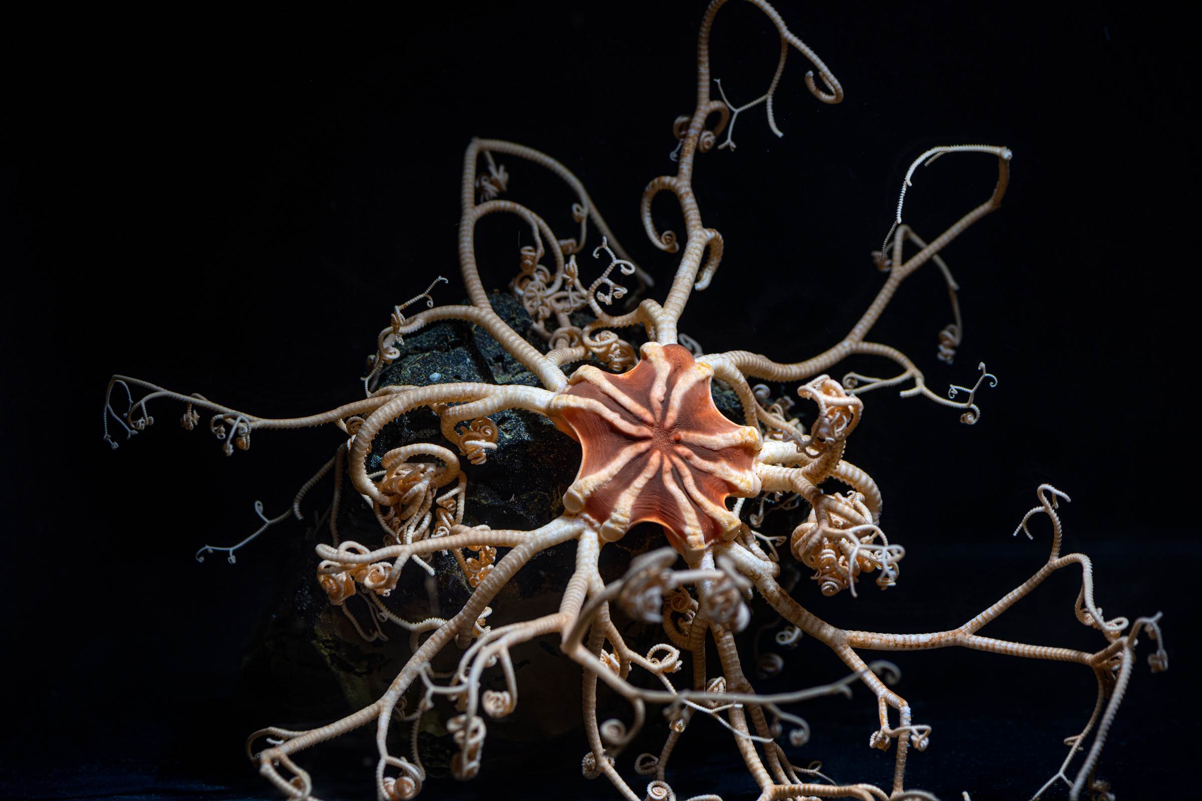 Basket star | Animals | Monterey Bay Aquarium