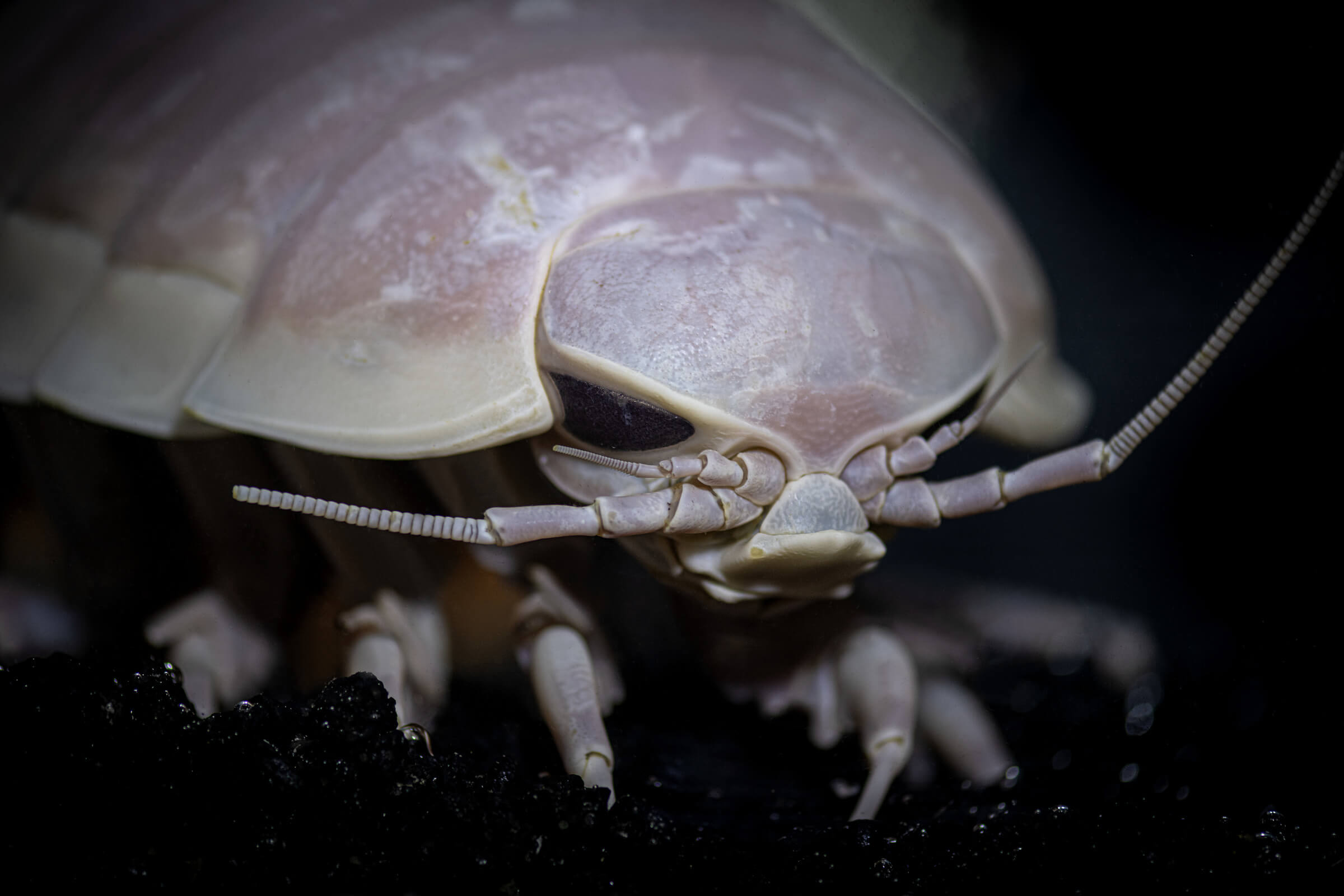 giant-deep-sea-isopod-tr22-0014.jpg