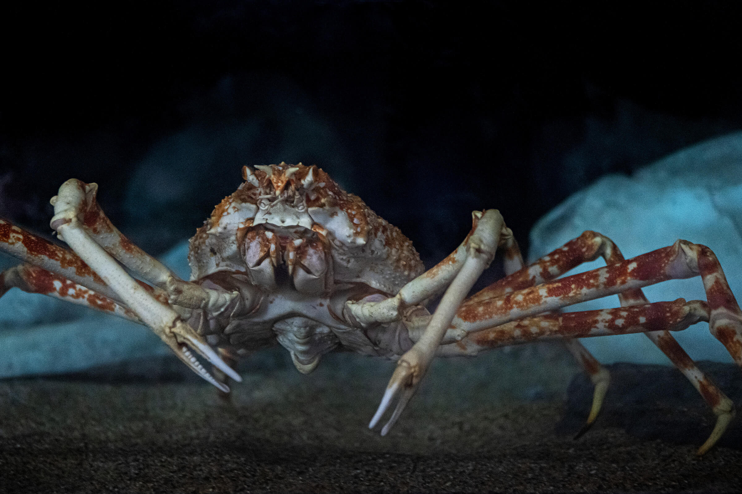 Japanese spider crab, Animals