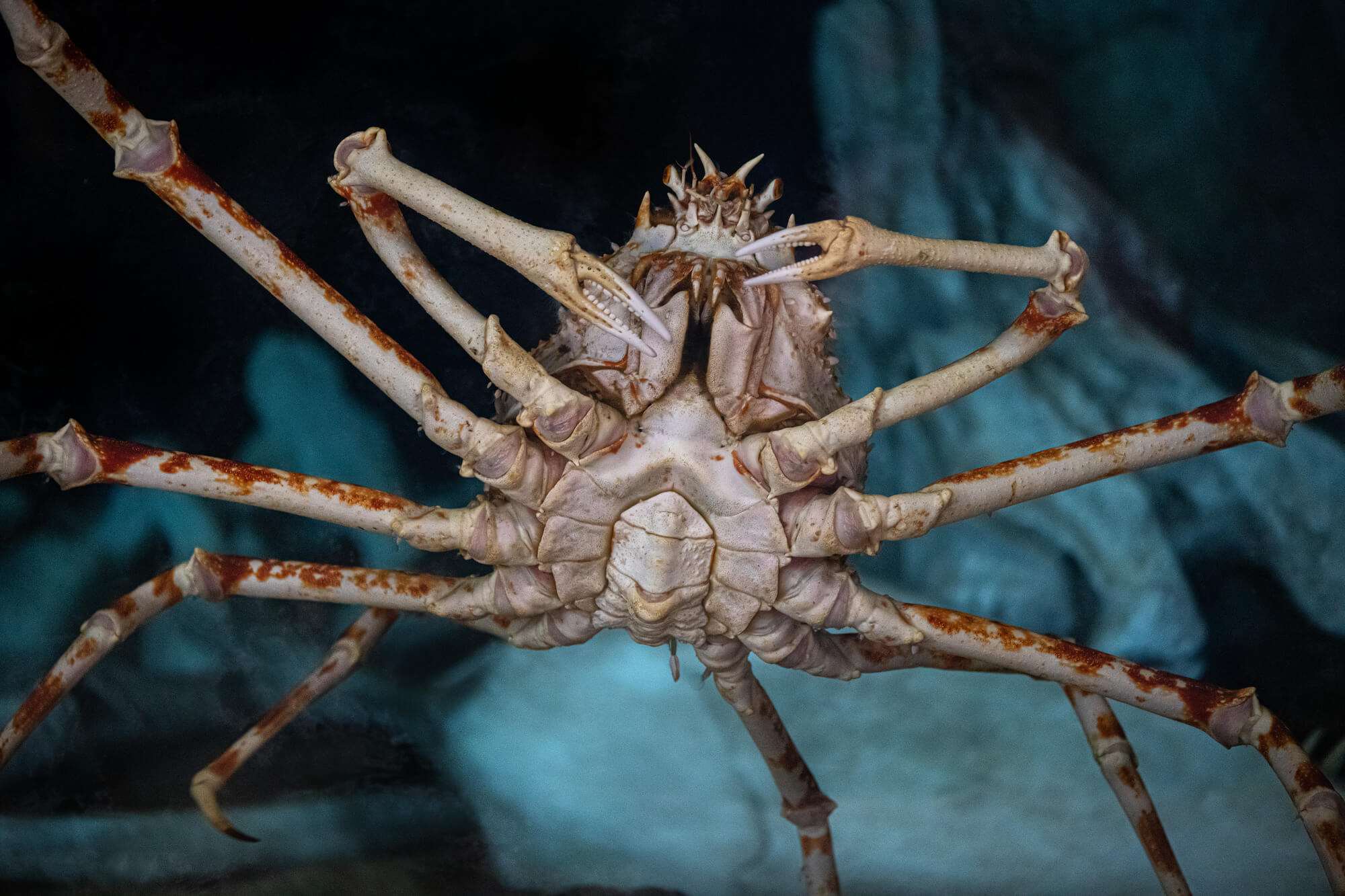 Japanese spider crab Animals Monterey Bay Aquarium