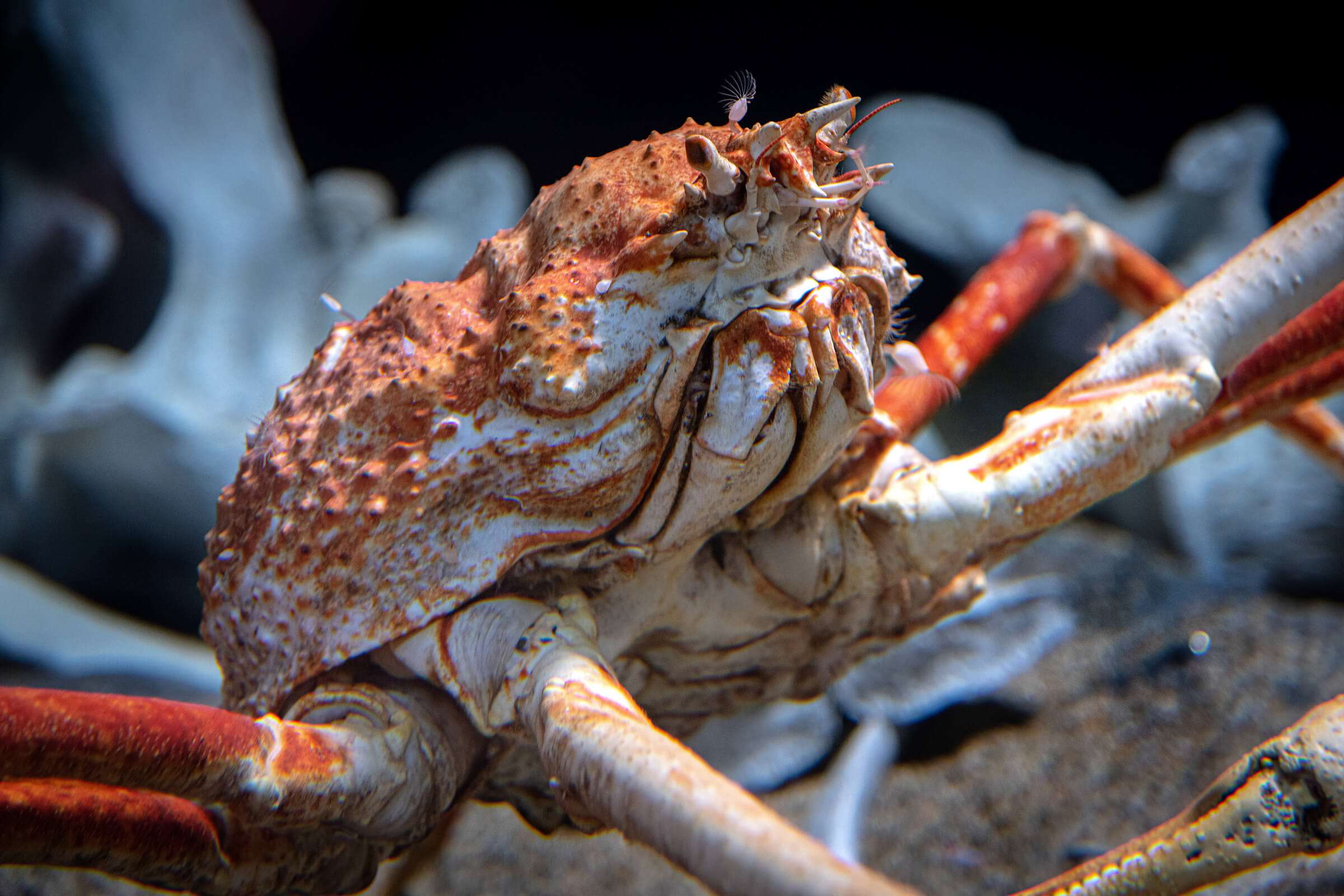 Japanese spider crab | Animals | Monterey Bay Aquarium