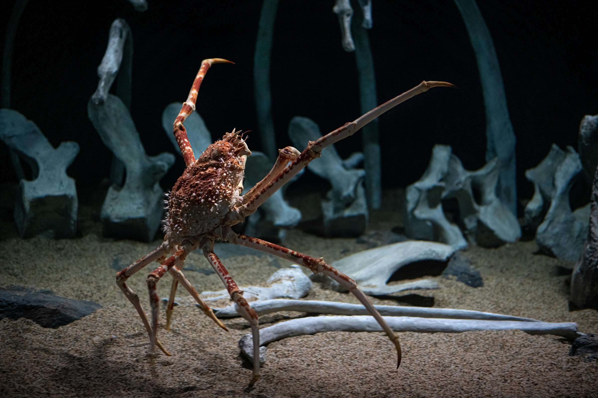 deep sea giant spider crab