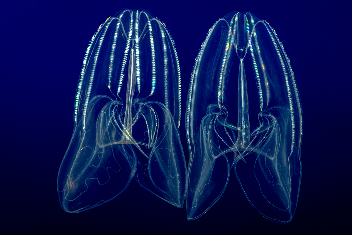 Lobed comb jelly Animals Monterey Bay Aquarium