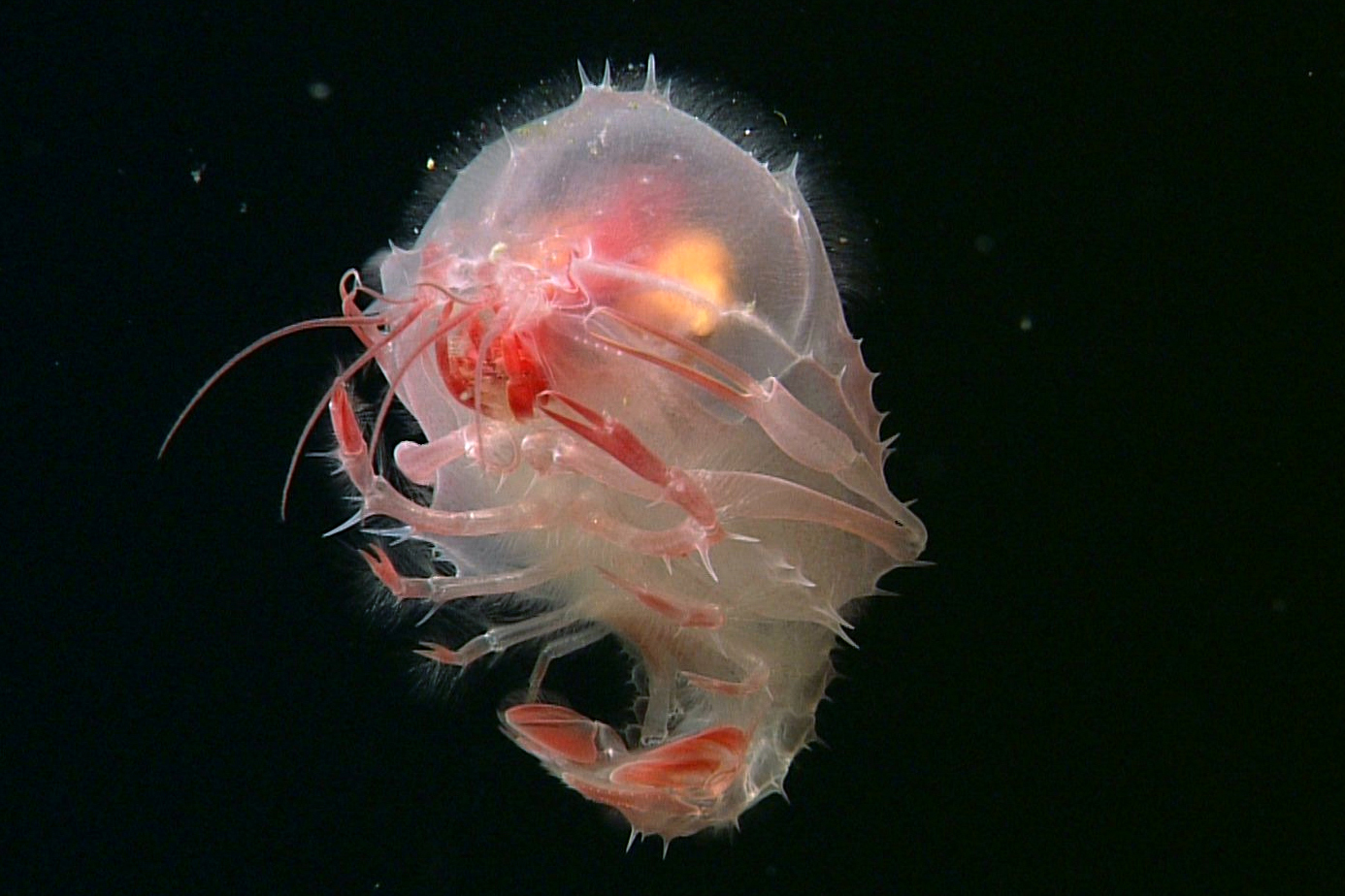 Lobster larva | Animals | Monterey Bay Aquarium