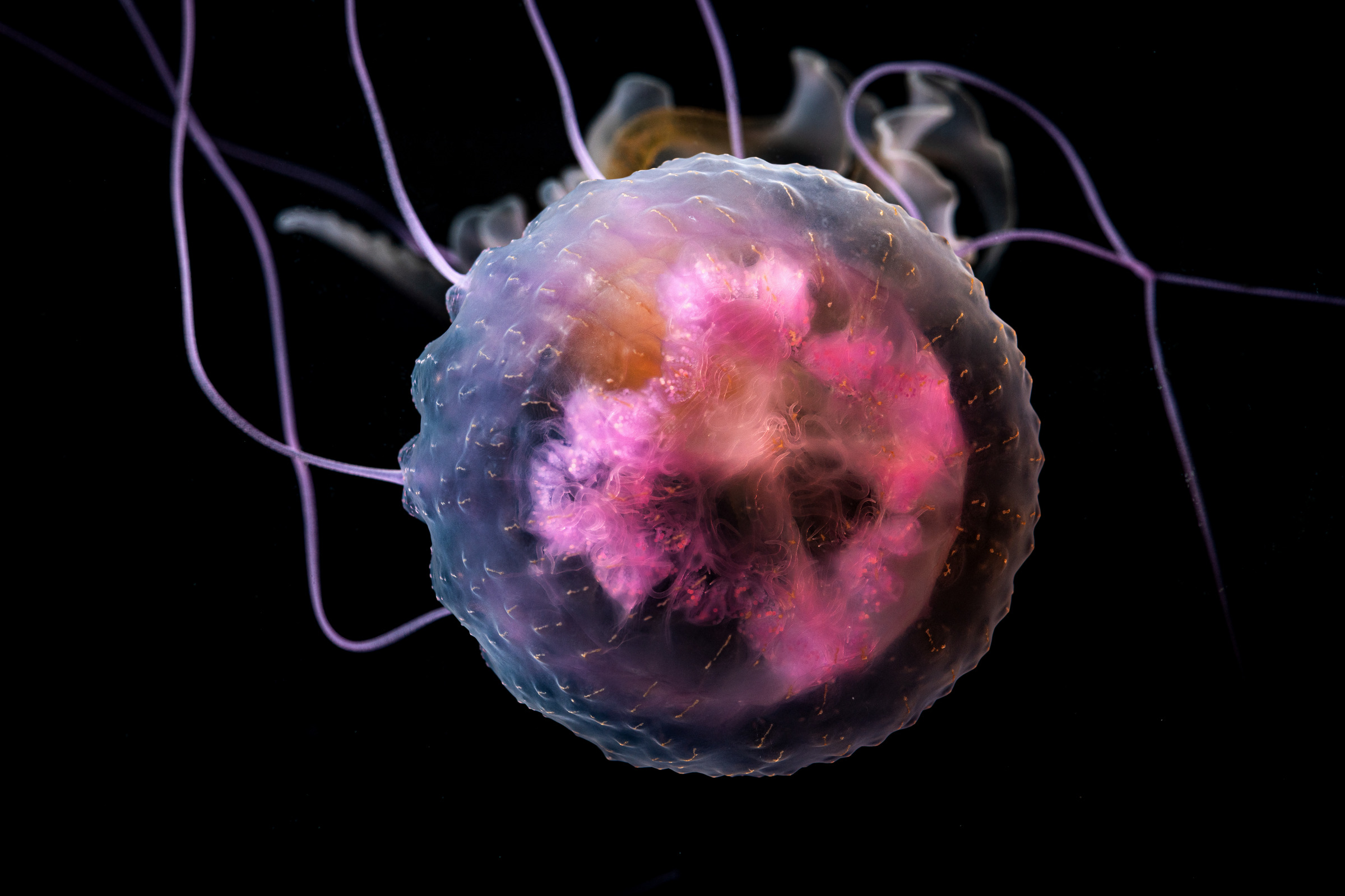 Watch live: Exploring the world of jellyfish at the National