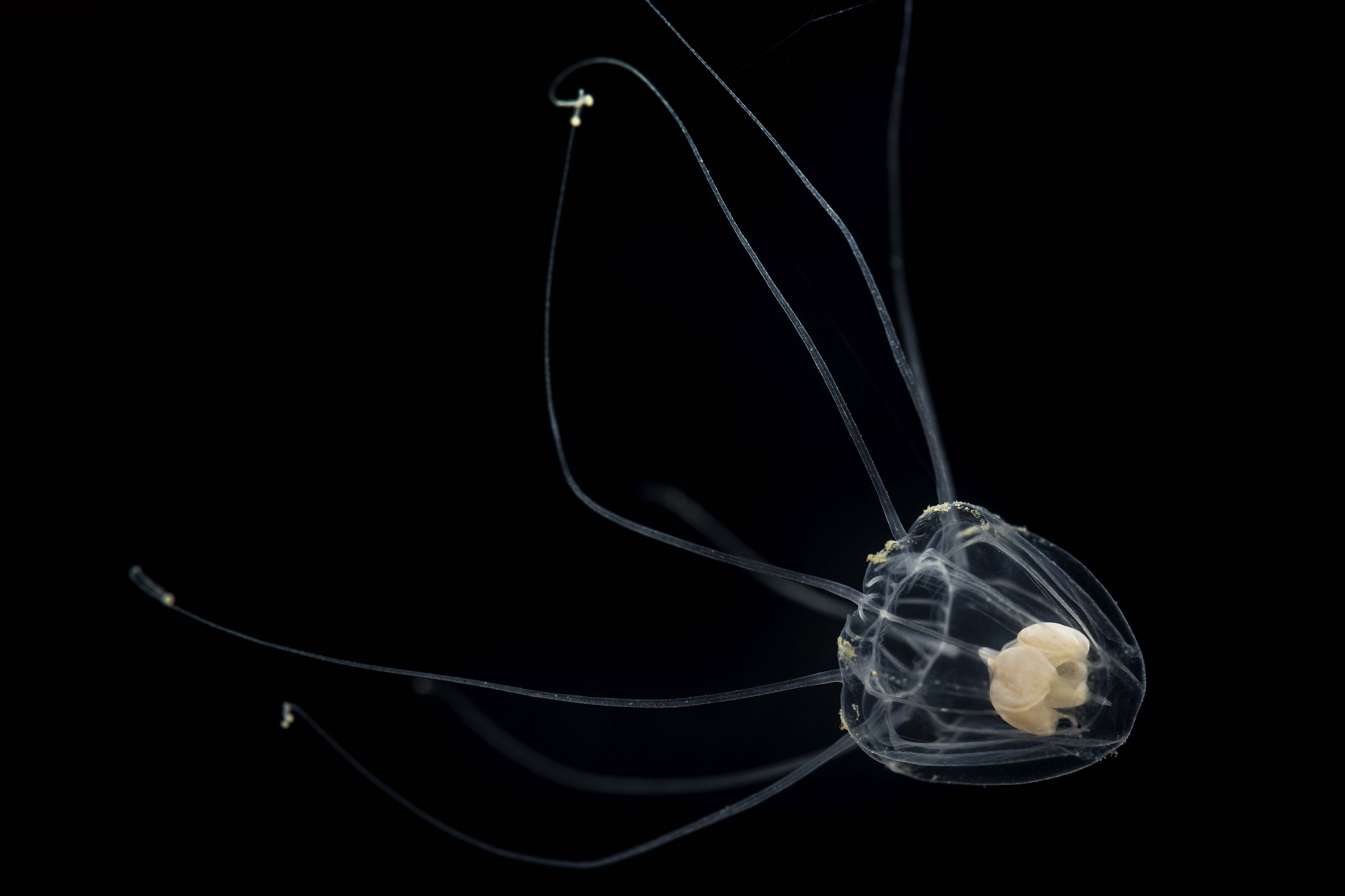 Jellyfish chandelier outlet