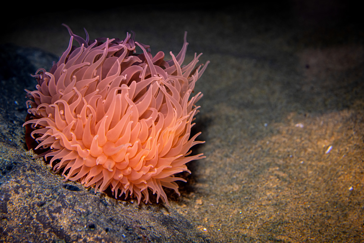 Pom-pom anemone, Animals