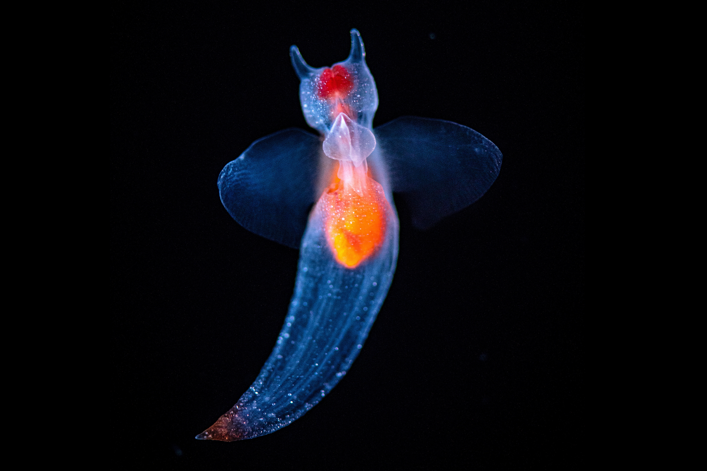 Sea angel wallpaper from the Monterey Bay Aquarium