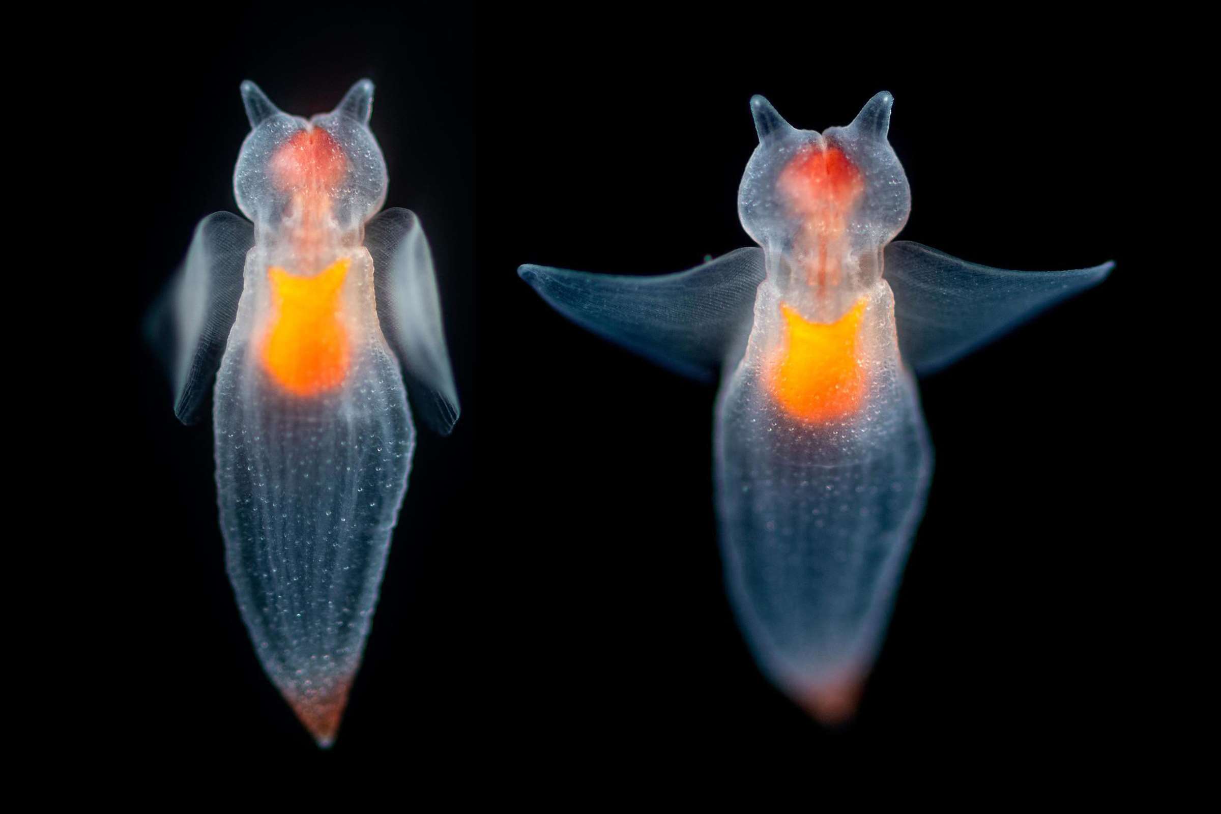 9 strange deep sea creatures you want to know Stories Monterey Bay