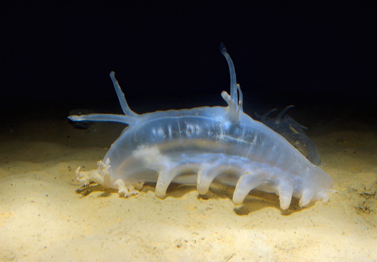 Sea pig stuffed animal cheap