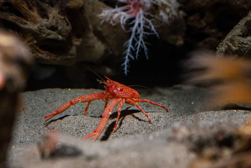 Squat lobster Animals Monterey Bay Aquarium