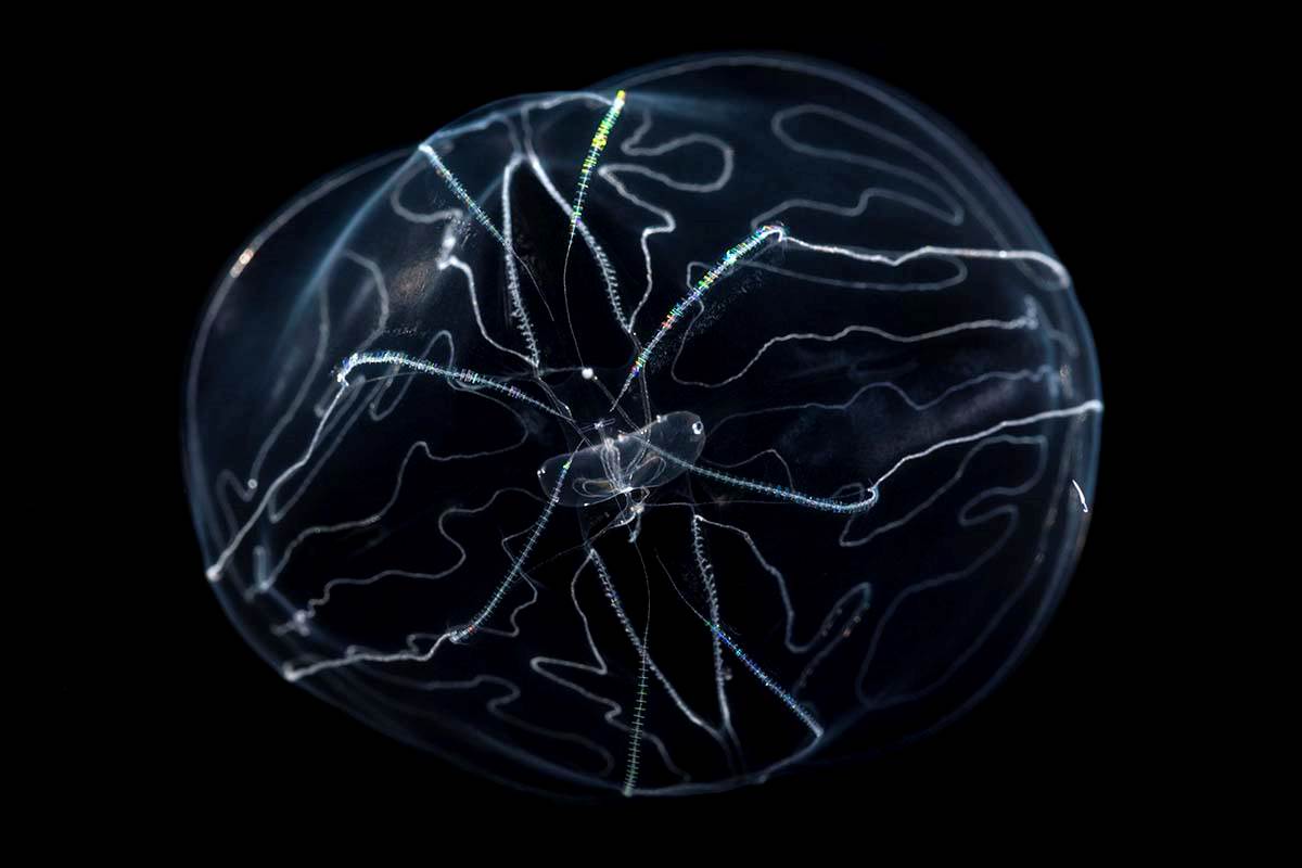 Umbrella comb jelly Animals Monterey Bay Aquarium