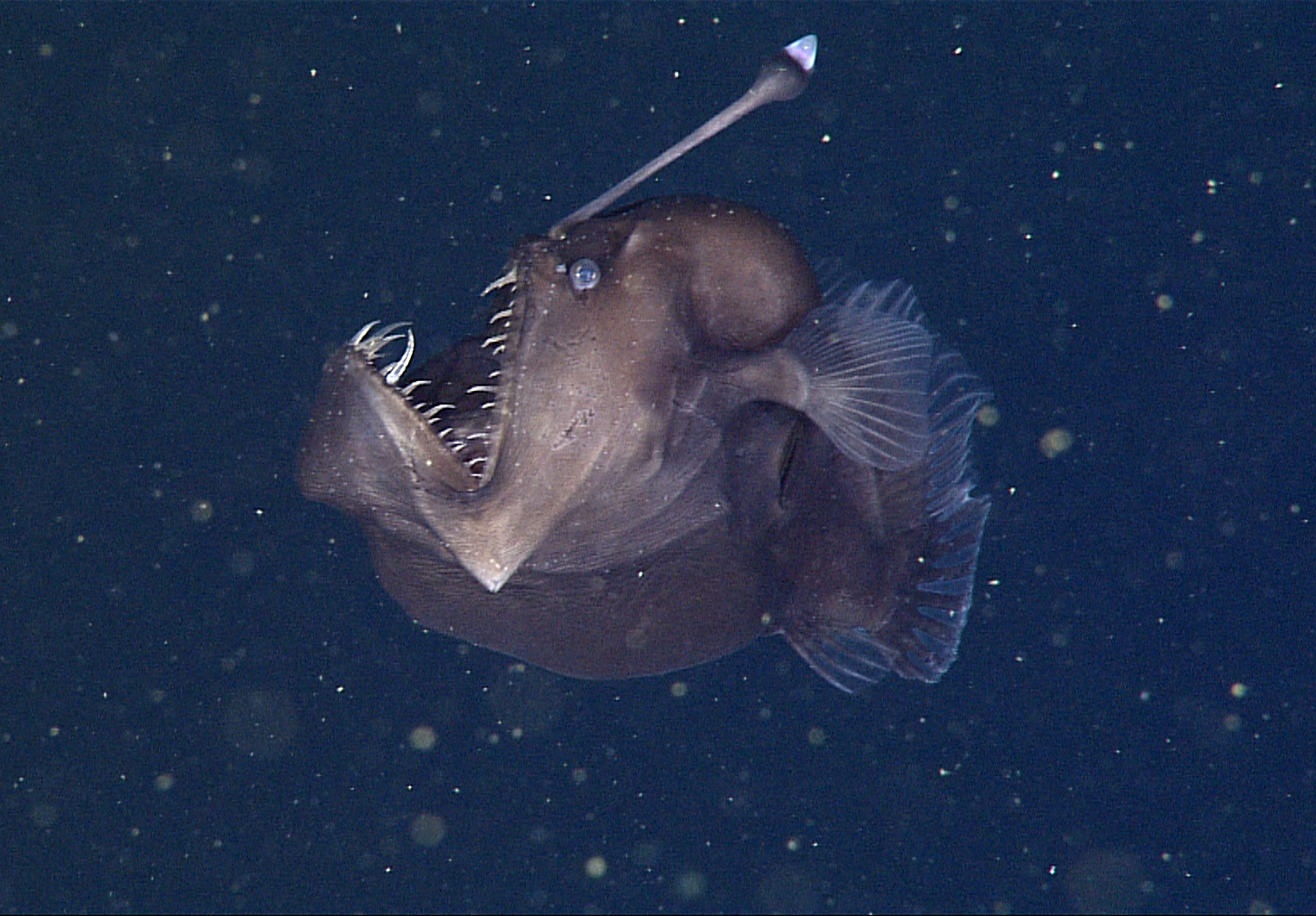 Why do deep-sea animals look so weird?, Stories