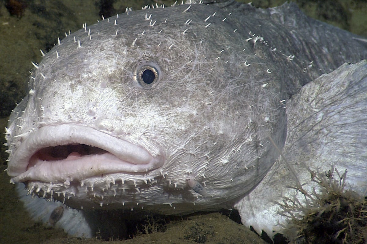 Blob sculpin | Animals | Monterey Bay Aquarium Blob sculpin | Animals | Monterey Bay Aquarium