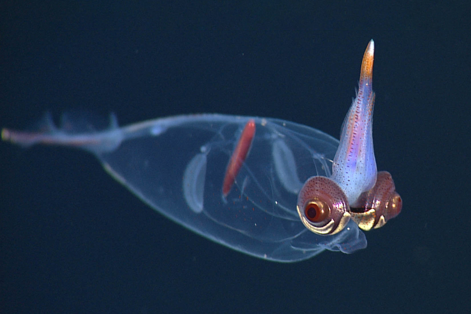 deep ocean creatures