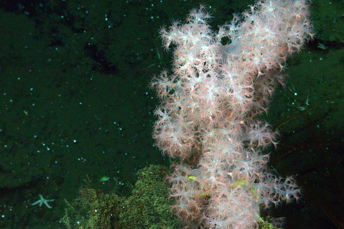Deepsea carnation coral Animals Monterey Bay Aquarium