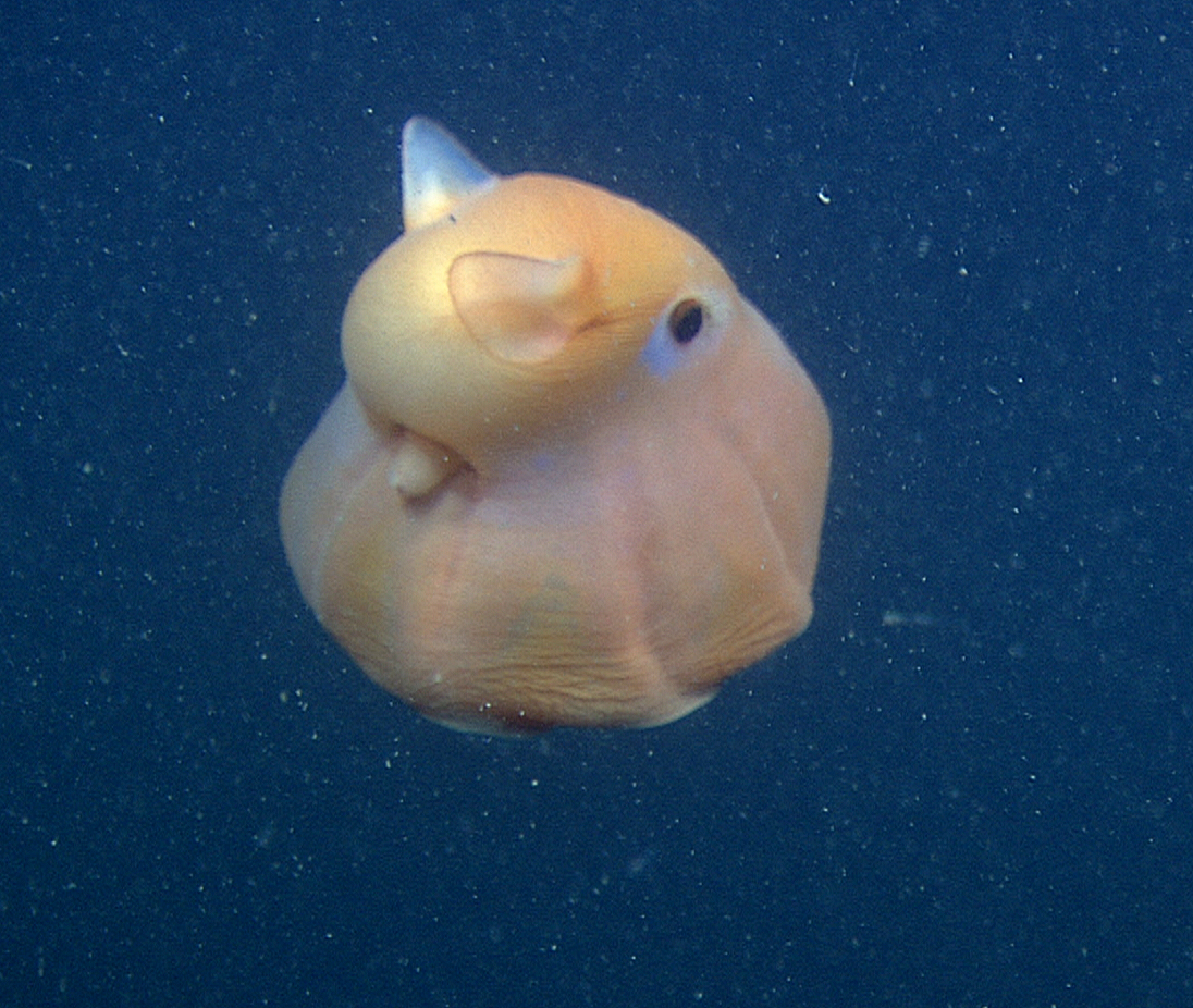 Pulpo hojuela | Animales | Monterey Bay Aquarium