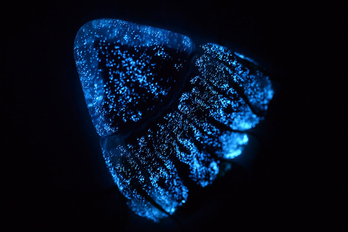 Living Light Bioluminescence Shows & feedings Monterey Bay Aquarium