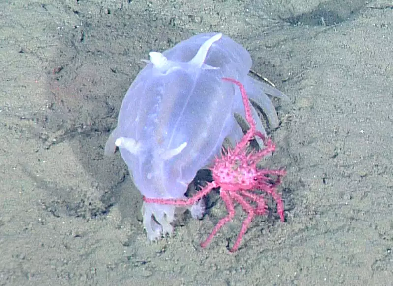 Cucumber Sea Pig Neolithodes_diomedeae_on_scotoplanes_sp._a_d219_02