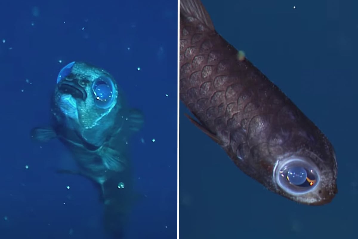 Why do deep-sea animals look so weird? | Stories | Monterey Bay Aquarium
