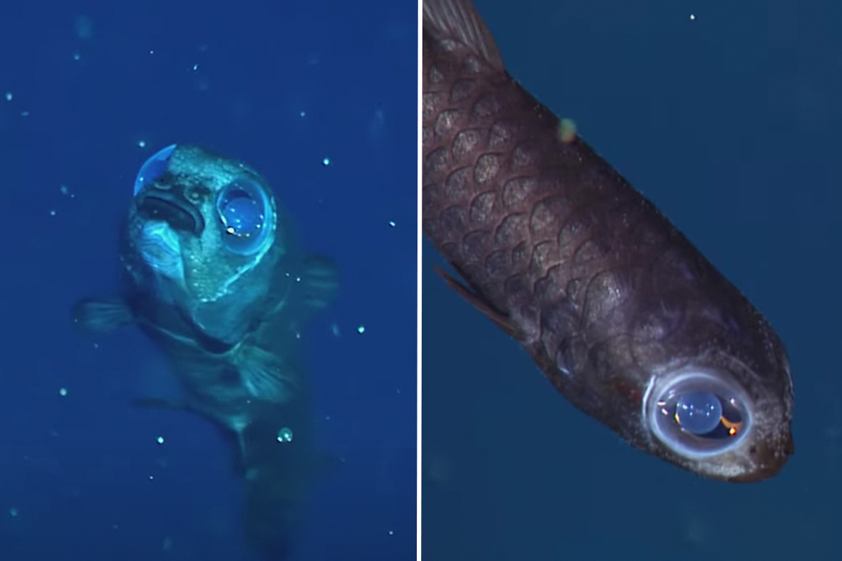 Why do deep-sea animals look so weird?, Stories