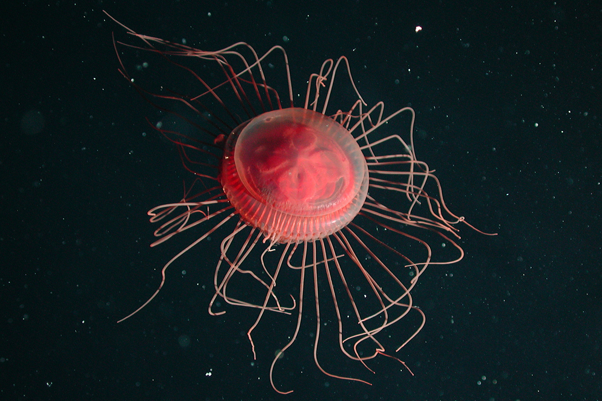 jellyfish-webcam-2-340x200.jpg