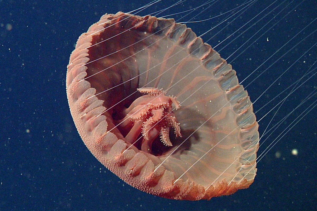 Red disk jelly Animals Monterey Bay Aquarium