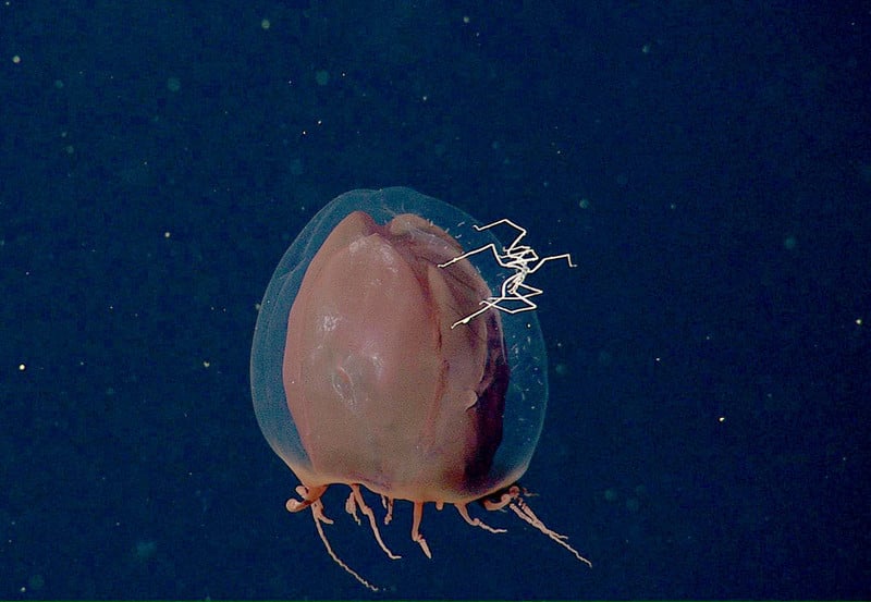 https://www.montereybayaquarium.org/globalassets/mba/images/animals/deep-sea/mbari-owned/sea-spider-pycnogonid_on_pandea_rubra_02-mbari.jpg