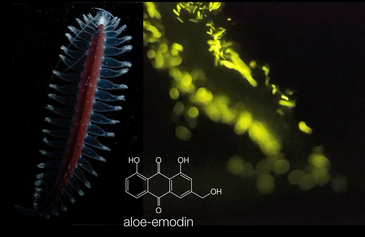Illuminating the facts of deepsea bioluminescence Stories Monterey