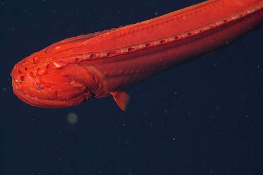 Fanfin anglerfish | Animals | Monterey Bay Aquarium