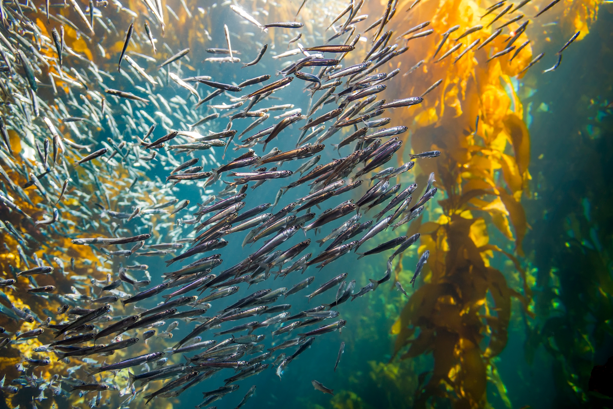 Kelp Forest | Exhibit | Monterey Bay Aquarium