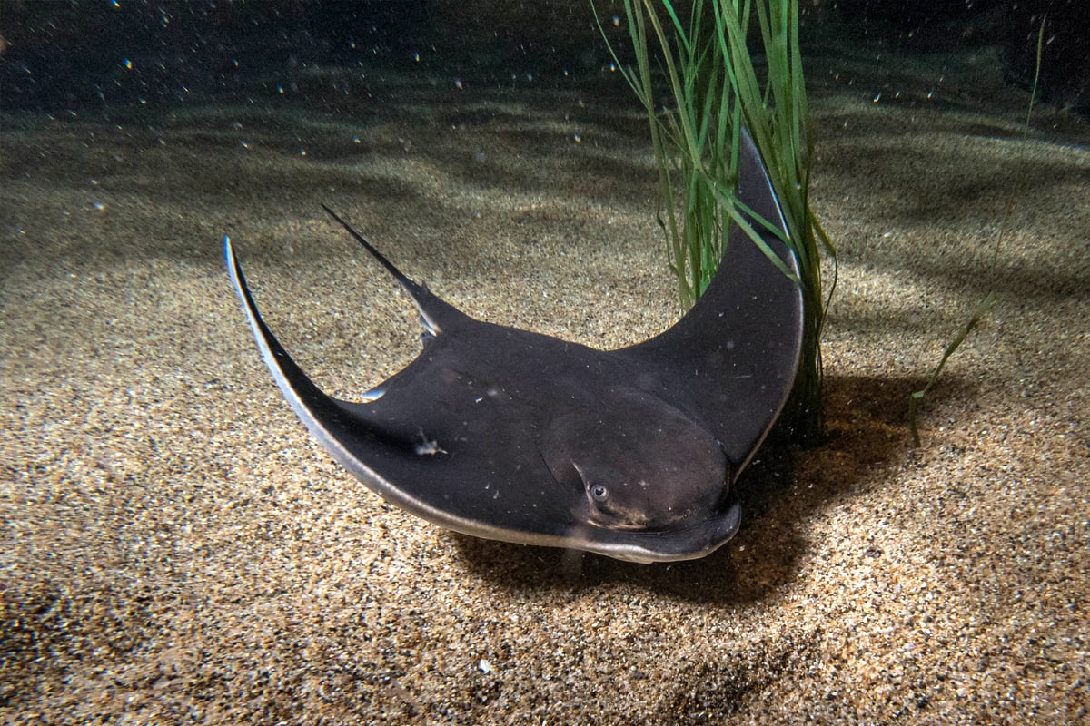 Bat ray | Animals | Monterey Bay Aquarium