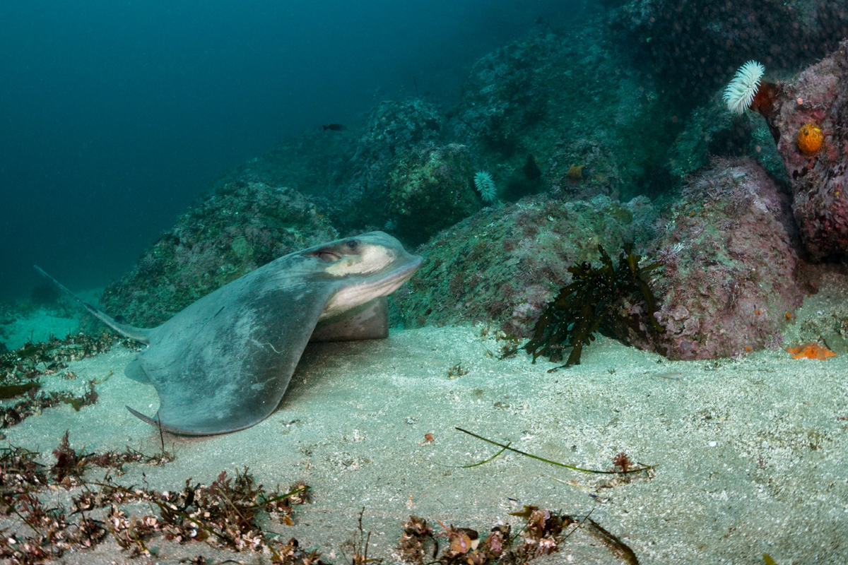 Sandy seafloor | Habitat | Monterey Bay Aquarium