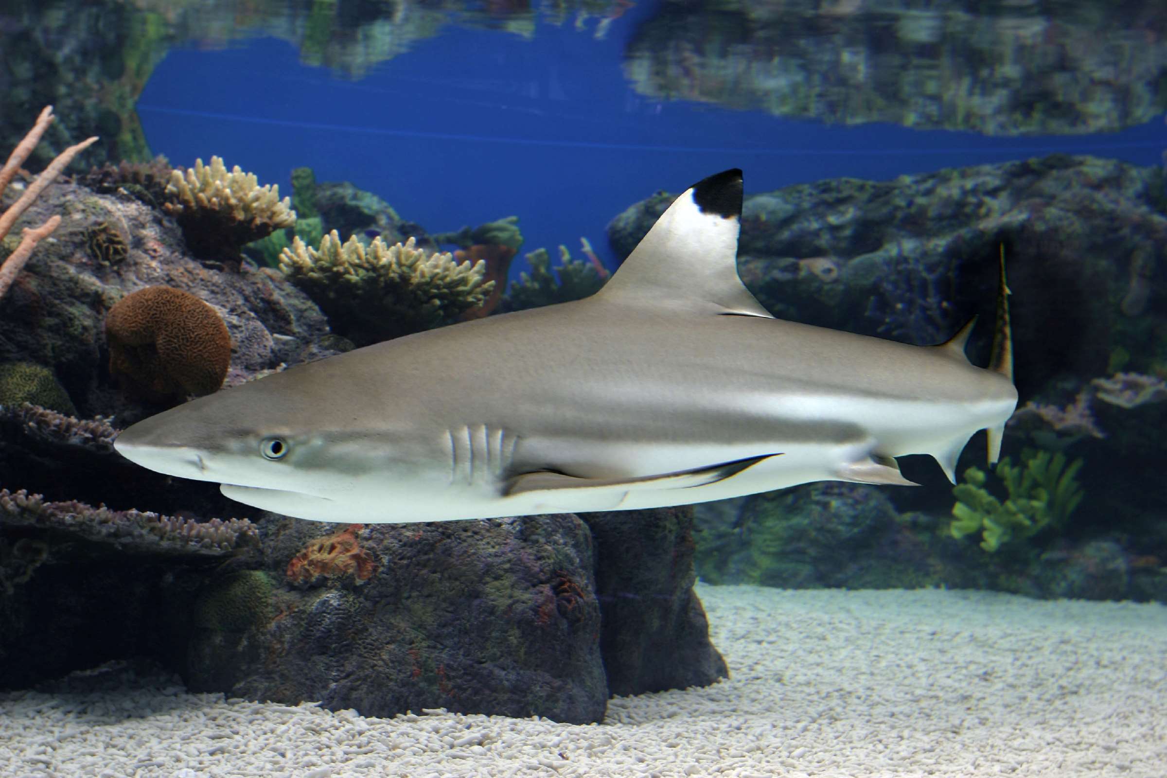 Blacktip reef shark Animals Monterey Bay Aquarium