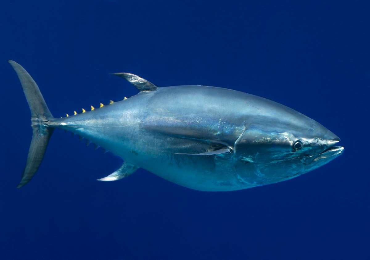 Pacific bluefin tuna Animals Monterey Bay Aquarium