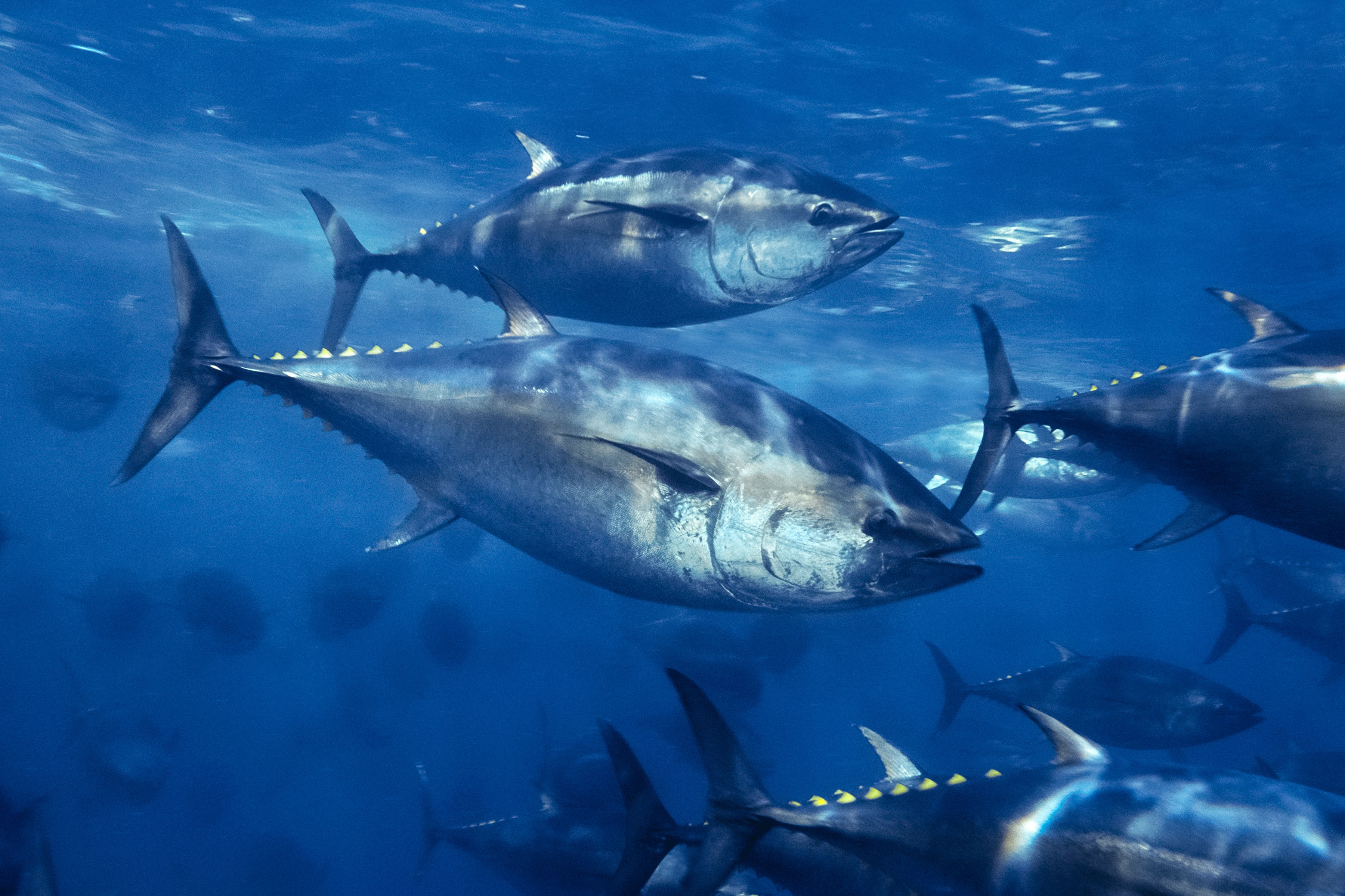 John Kerry It’s time to act for Pacific bluefin tuna Monterey Bay Aquarium